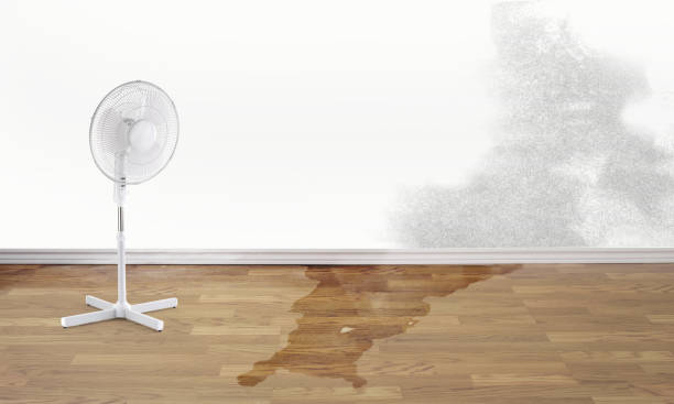 Best Water damage cleanup near me  in Marana, AZ